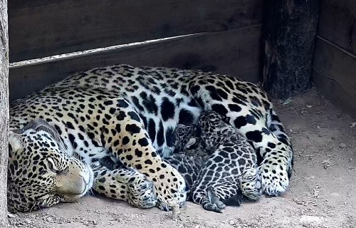 Nacen dos cachorros  en el Parque Nacional El Impenetrable